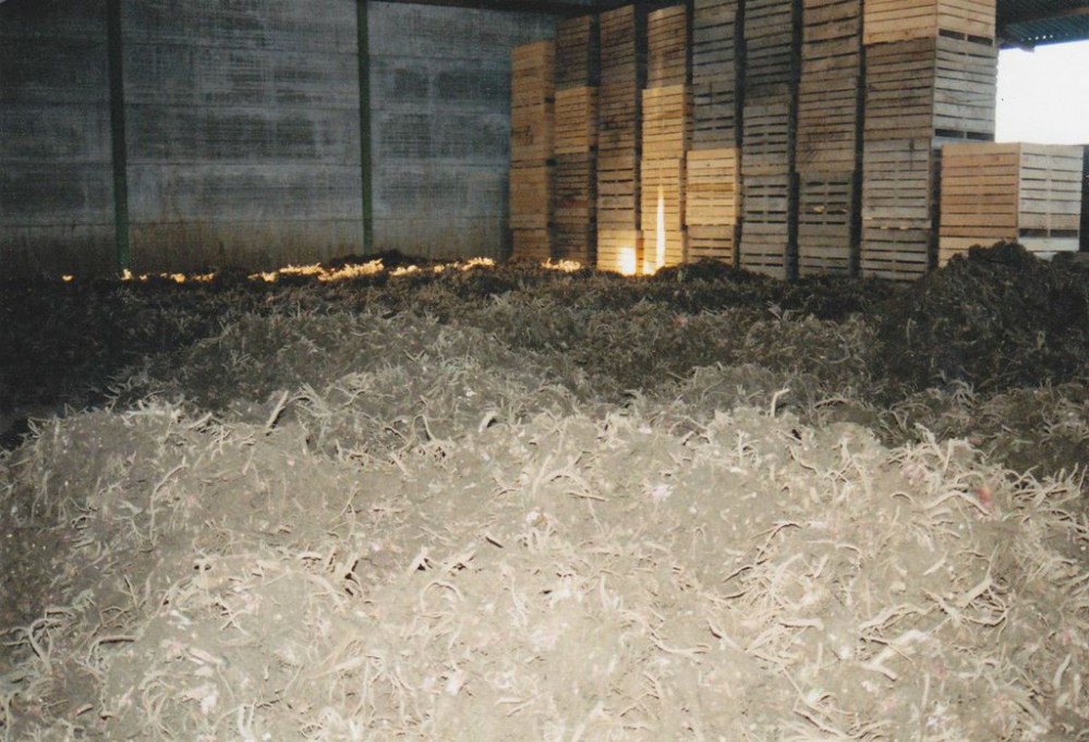 Angélique racine séchée;Angelica dried roots