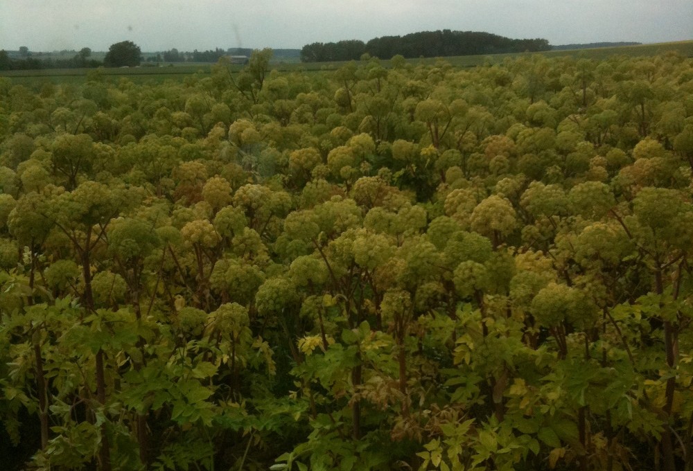 Huile essentielle angélique semence;Angelica seed essential oil