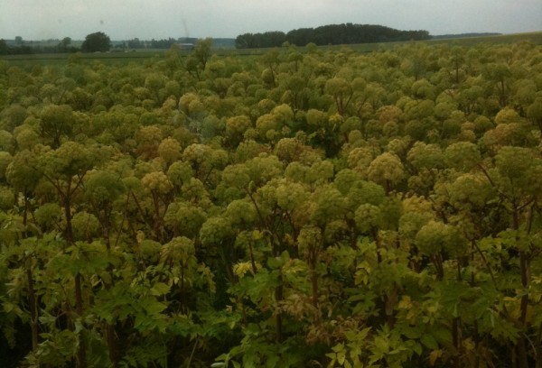 Angelica seed essential oil