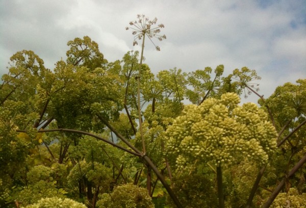 Angelica seed essential oil