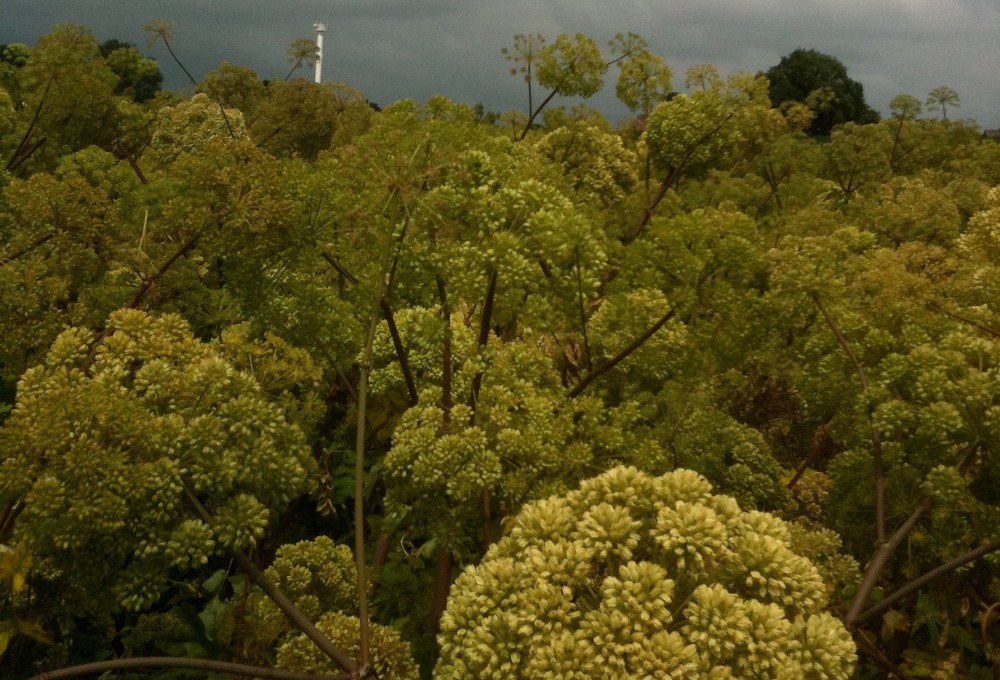 Huile essentielle angélique semence;Angelica seed essential oil