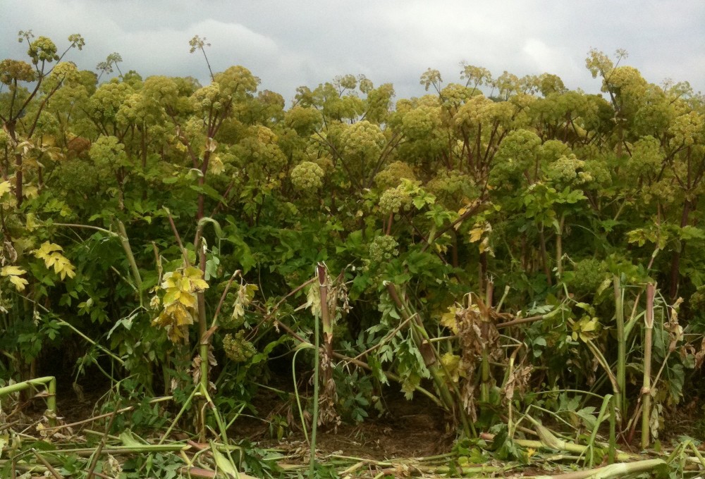 Huile essentielle angélique semence;Angelica seed essential oil