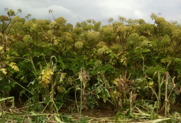 Angelica seed essential oil