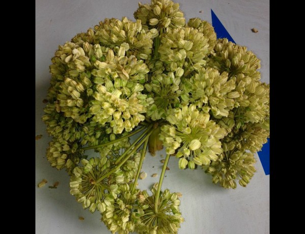  Angelica dried seeds