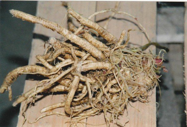 Angelica dried roots