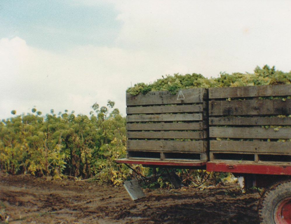 Récolte;Harvest